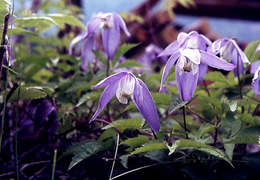 clematis_alpina clematis_alpina