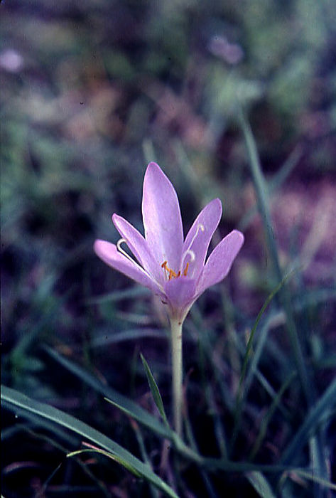colchicum_autunnale colchicum_autunnale