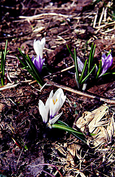 crocus_purpureus crocus_purpureus