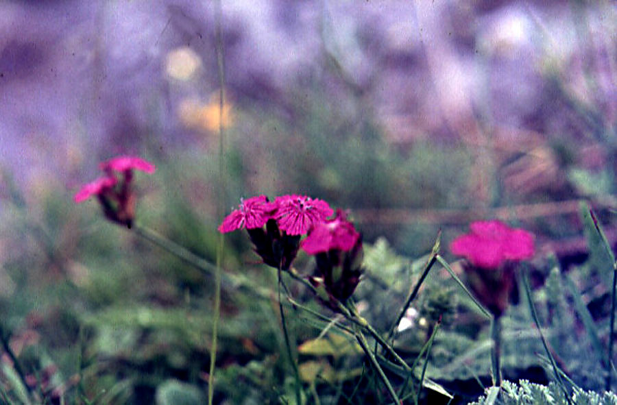 dianthus_alpinum dianthus_alpinum