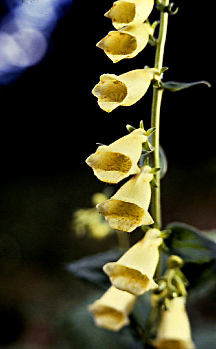 digitalis_ambigua digitalis_ambigua