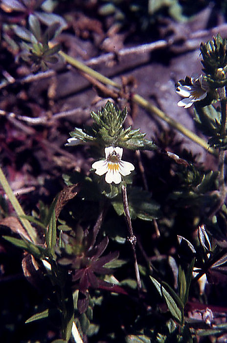 euphrasia_minima euphrasia_minima