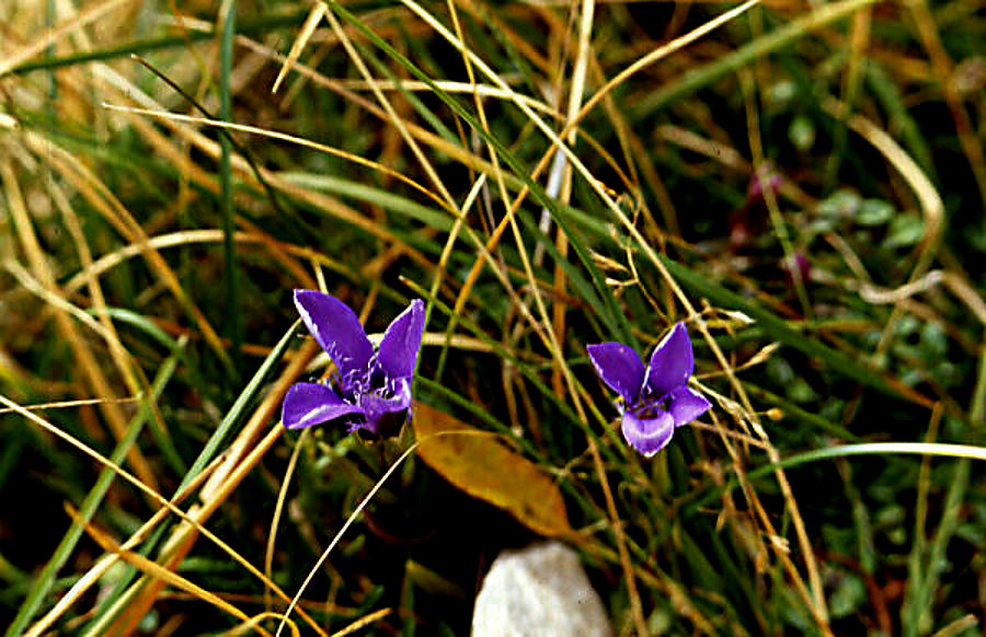 gentiana_ciliata gentiana_ciliata