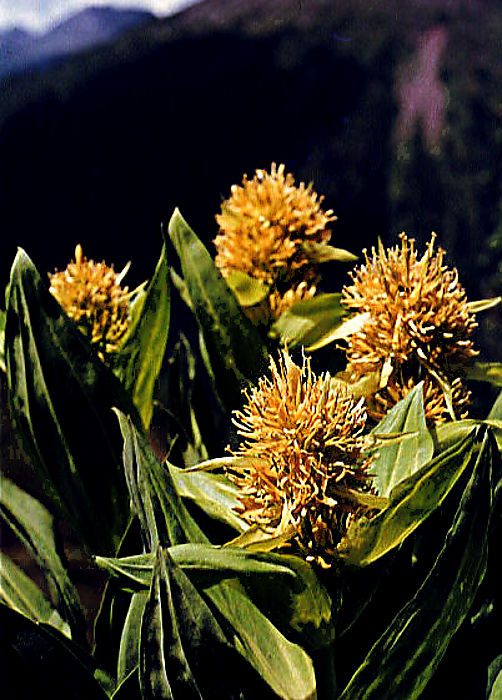 gentiana_lutea gentiana_lutea