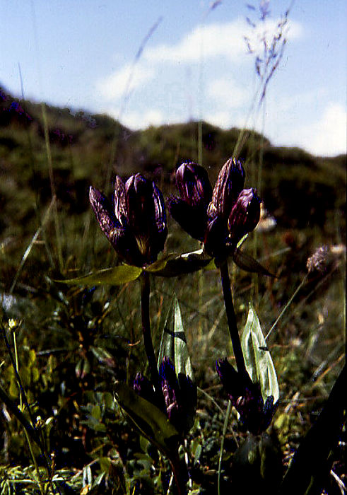 gentiana_pannonica gentiana_pannonica