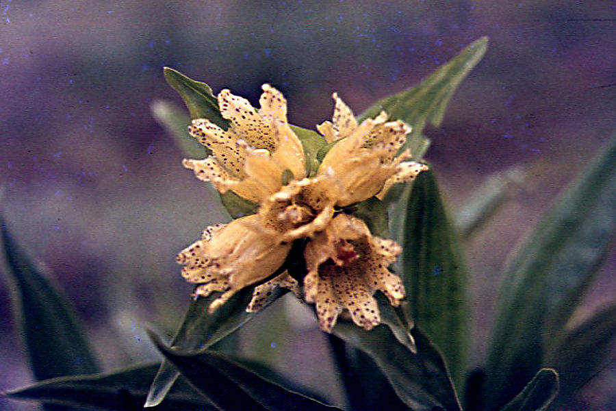 gentiana_punctata gentiana_punctata