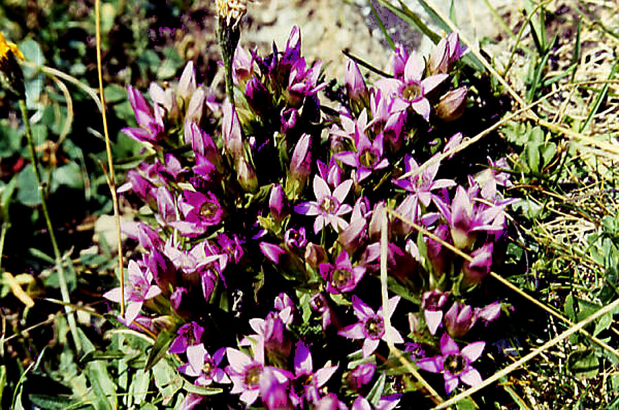 gentiana_ramosa gentiana_ramosa