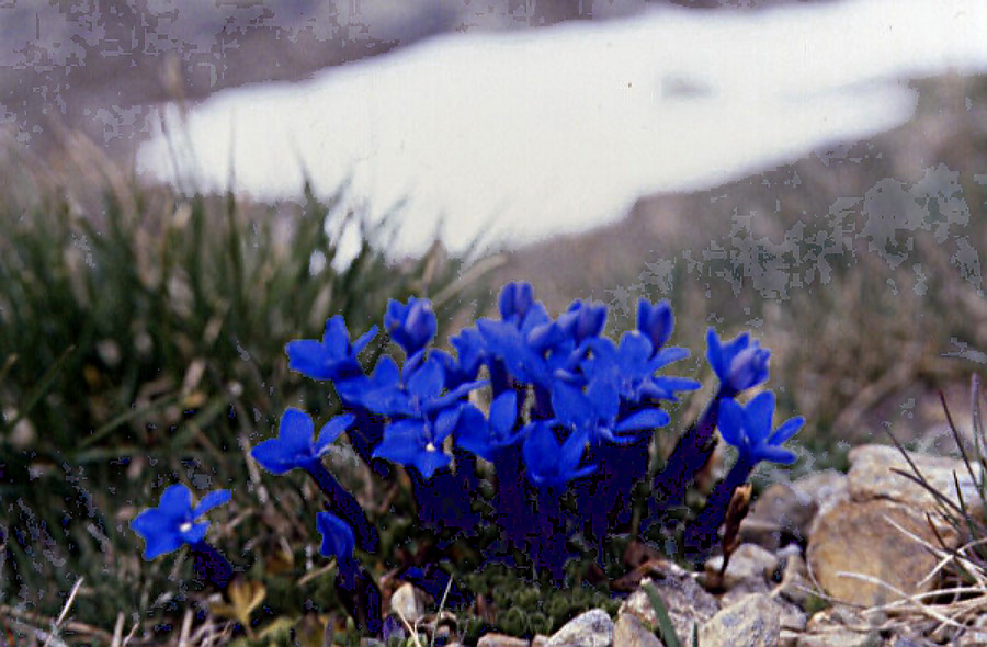 gentiana_verna gentiana_verna
