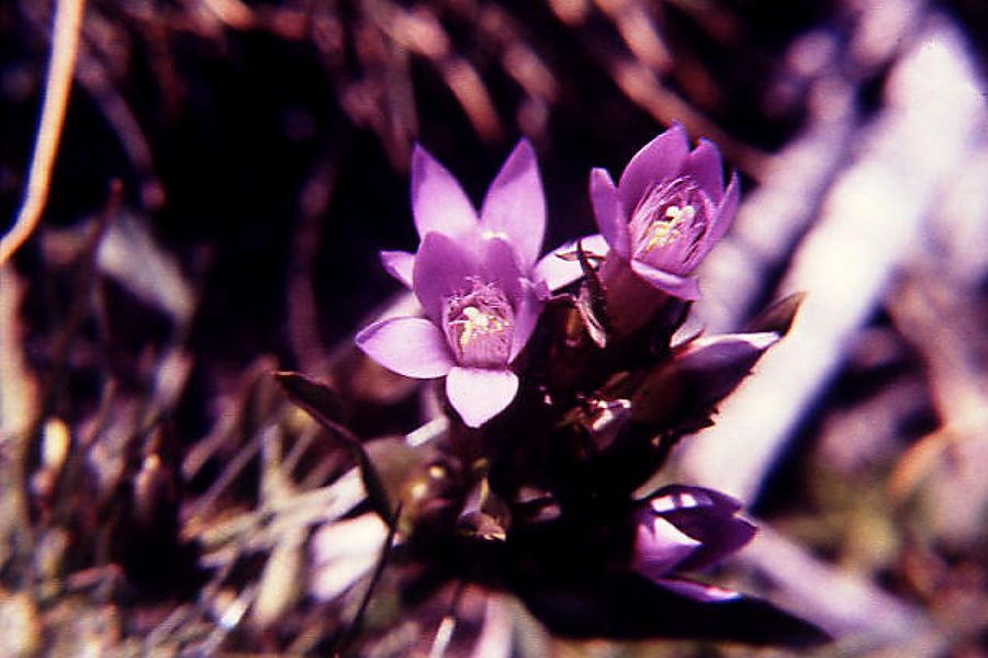gentianella_germanica gentianella_germanica