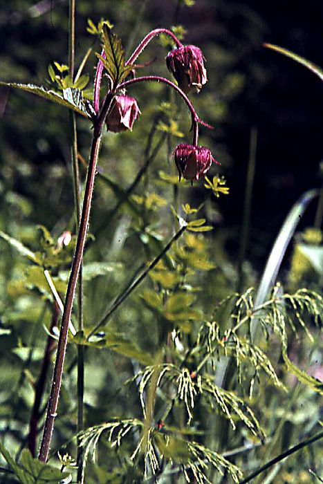 geum_rivale geum_rivale