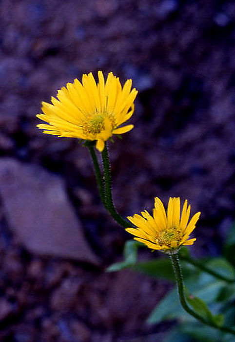 hieracium_villosum hieracium_villosum