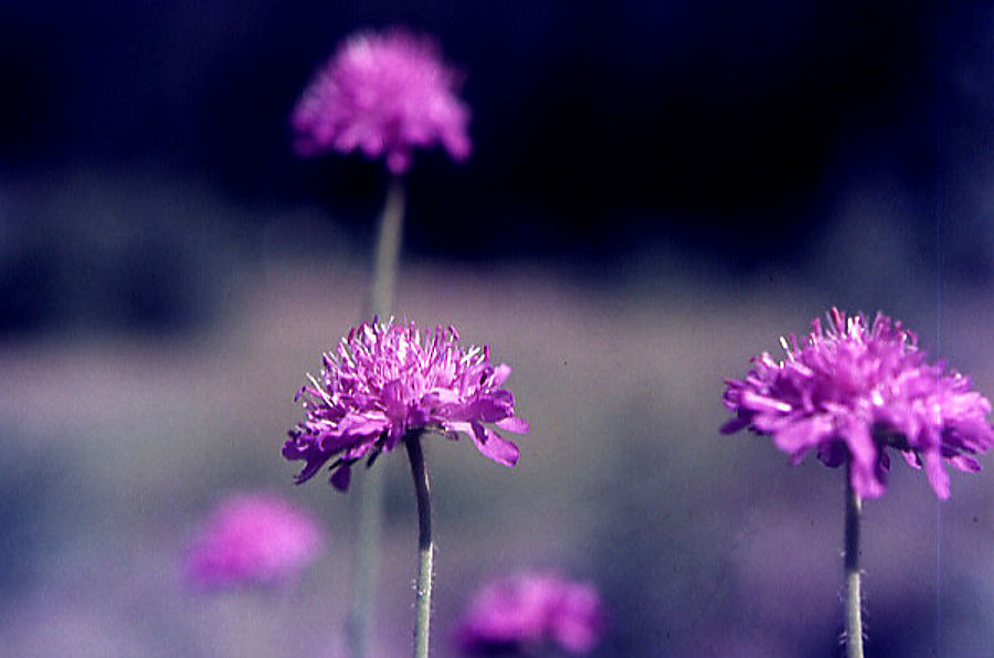 knautia_arvensis knautia_arvensis