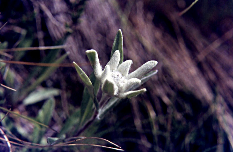 leontopodium_alpinum leontopodium_alpinum