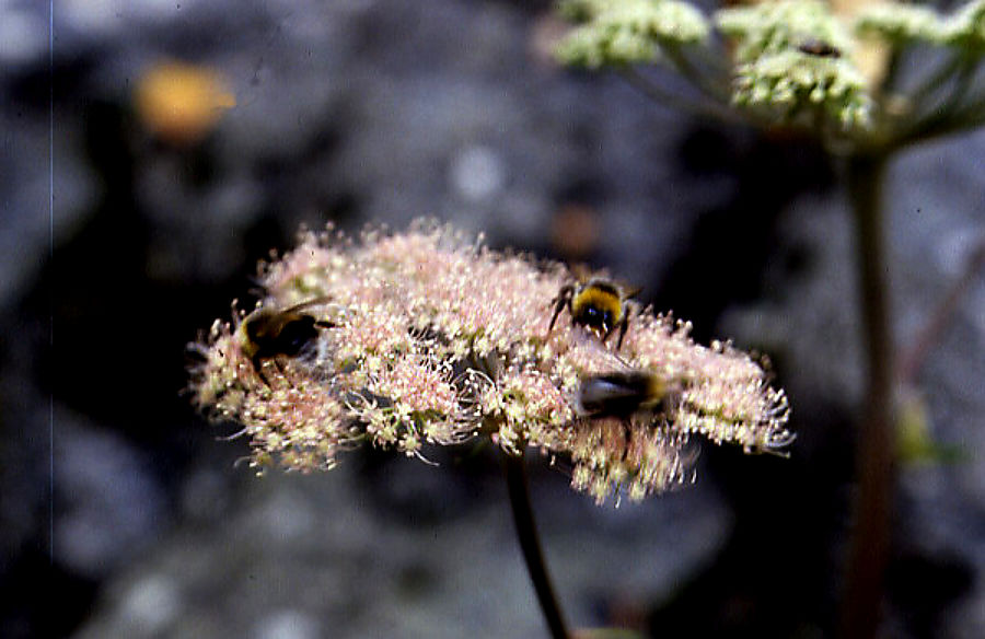ligusticum_mutellina ligusticum_mutellina