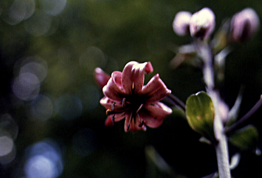 lilium_martagon lilium_martagon