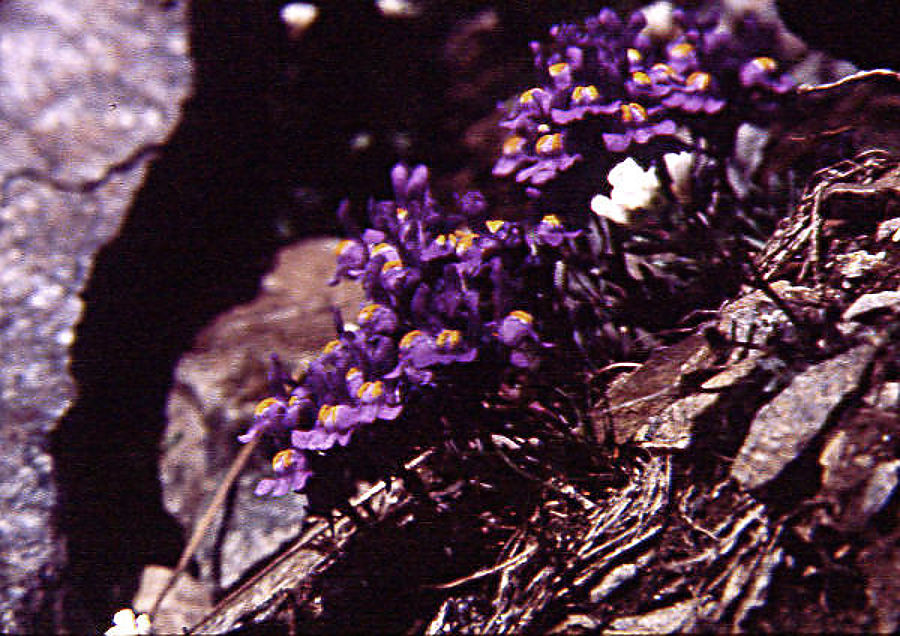 linaria_alpina linaria_alpina