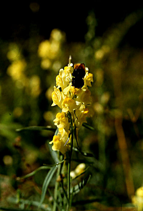linaria_vulgaris linaria_vulgaris
