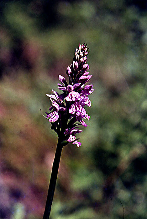 orchis_latifolia orchis_latifolia