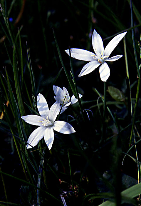 ornithogalum_umbellatum ornithogalum_umbellatum