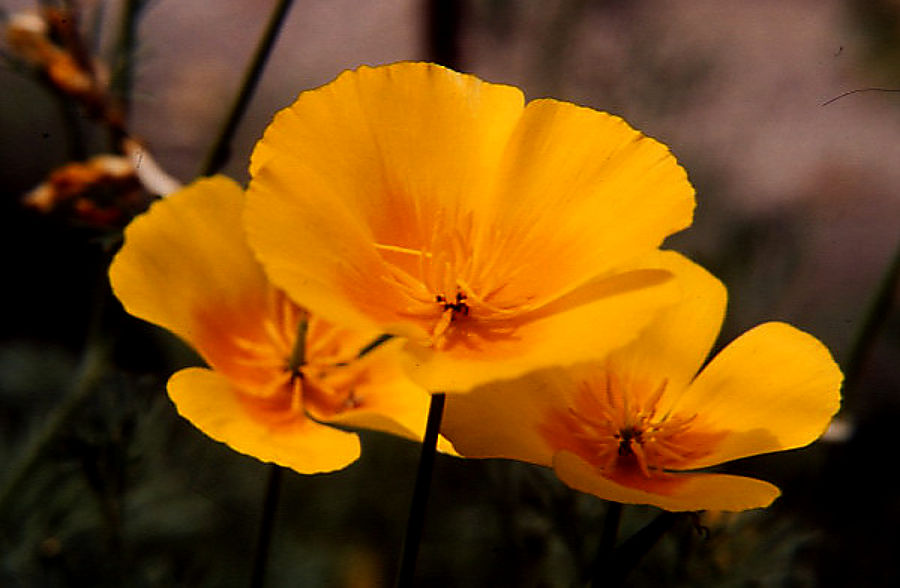 papaver_rhaeticum papaver_rhaeticum