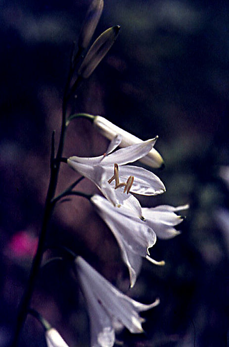 paradisea_liliastrum paradisea_liliastrum