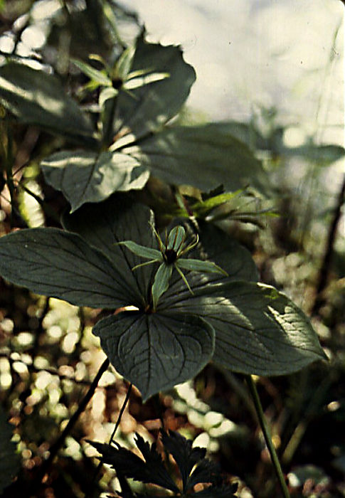 paris_quadrifolia paris_quadrifolia