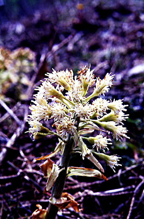 petasites_albus petasites_albus