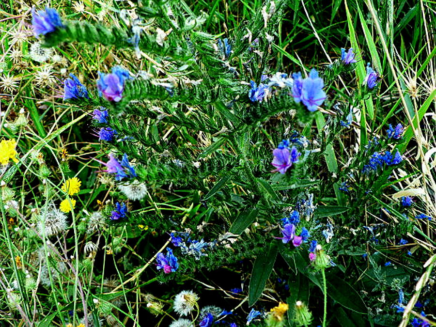 polmonaria_officinalis polmonaria_officinalis