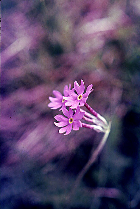 primula_halleri primula_halleri
