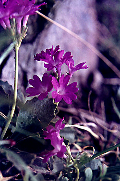 primula_irsuta primula_irsuta