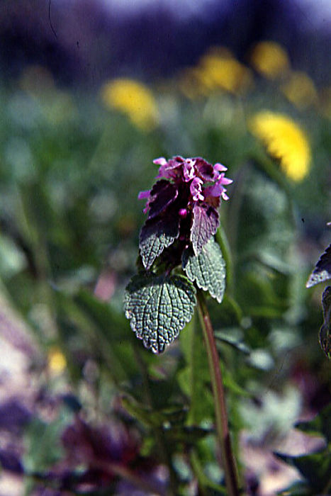 prunella_grandiflora prunella_grandiflora