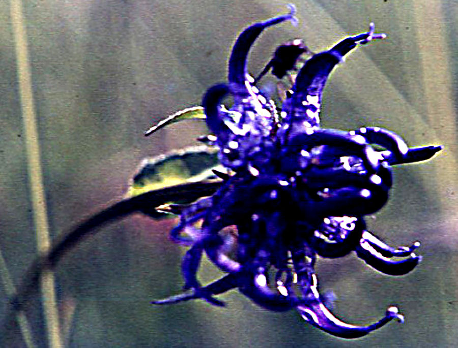 pyteuma_orbiculare pyteuma_orbiculare
