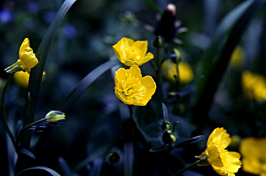 ranunculus_acris ranunculus_acris