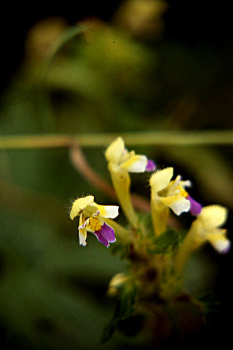 rhinanthus_subalpinus rhinanthus_subalpinus