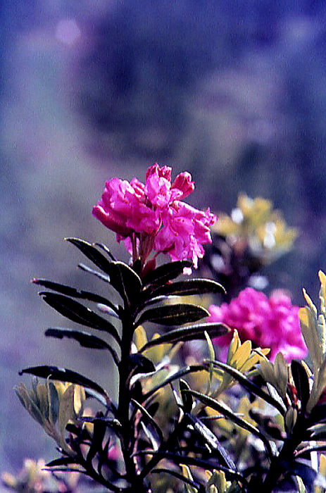 rhododrendon_ferrugineum rhododrendon_ferrugineum