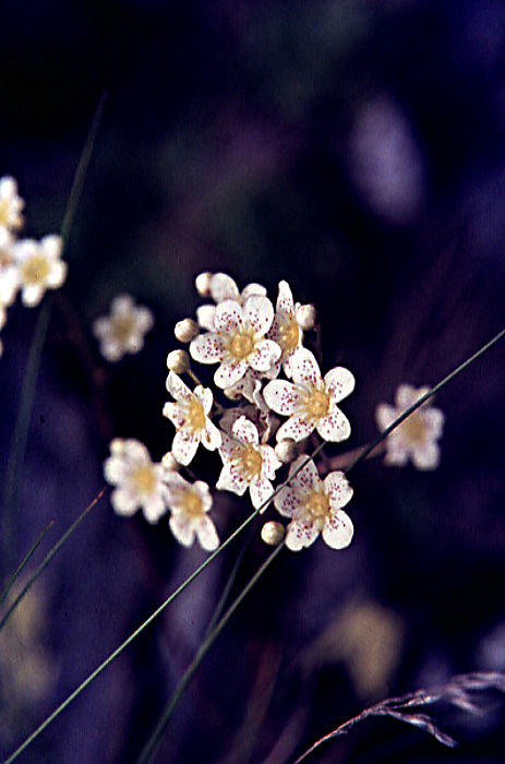 saxifraga_hostii saxifraga_hostii