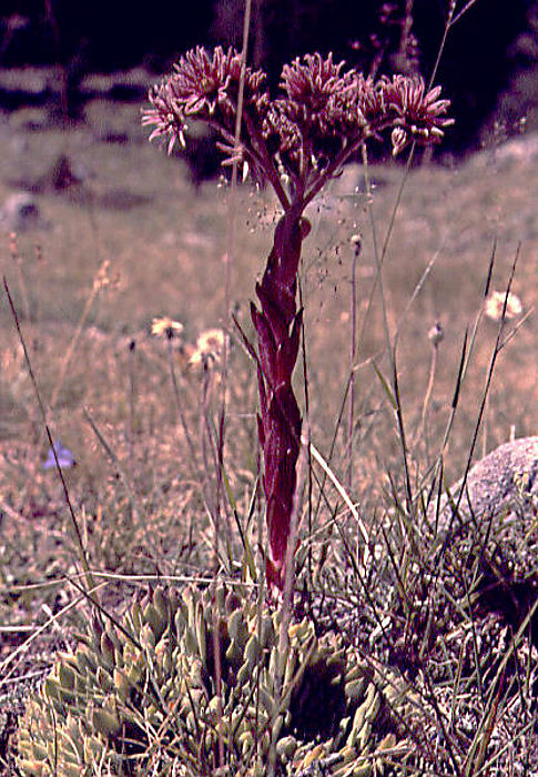 sempervivum_montanum sempervivum_montanum
