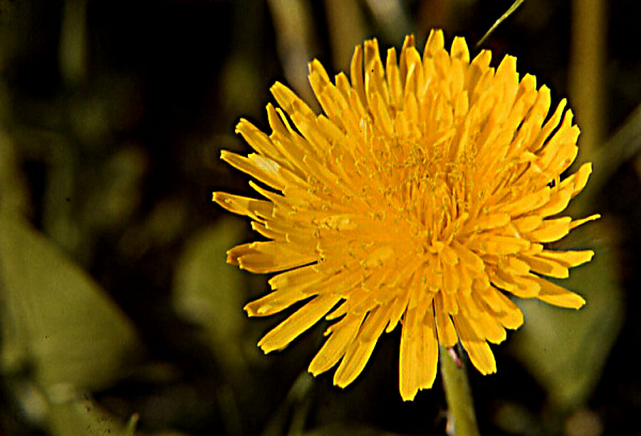 taraxacum_officinale taraxacum_officinale