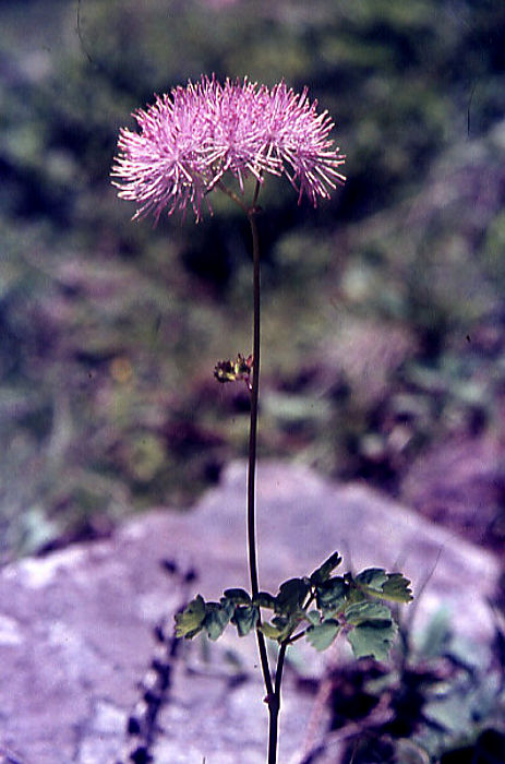 thalictrum_aquilegiifolium thalictrum_aquilegiifolium