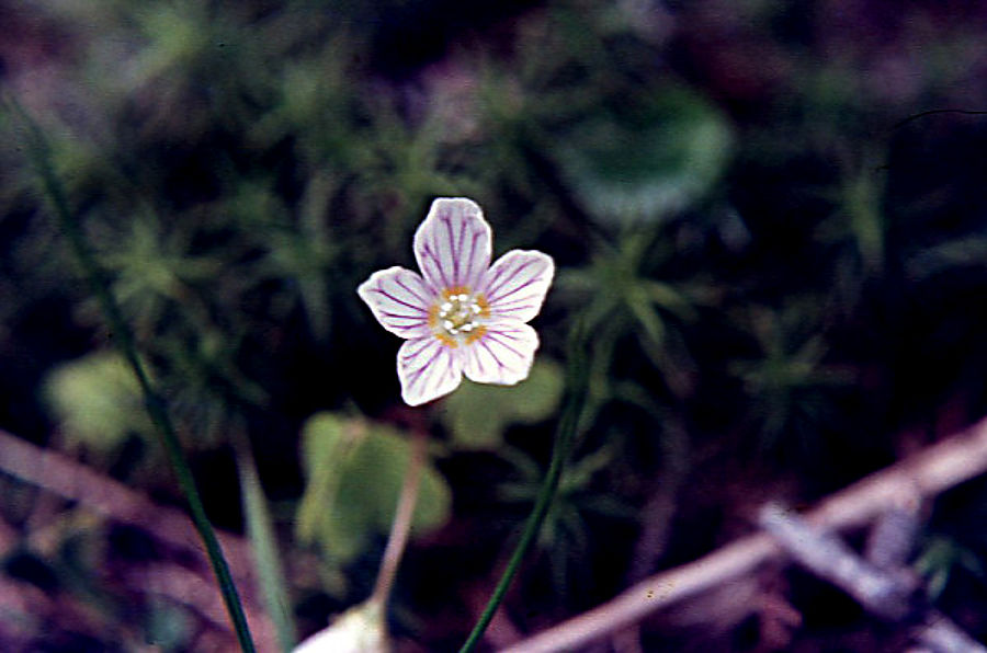veronica_fruticolosa veronica_fruticolosa