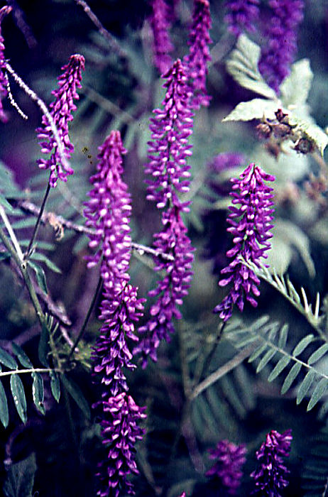 vicia_cracca vicia_cracca