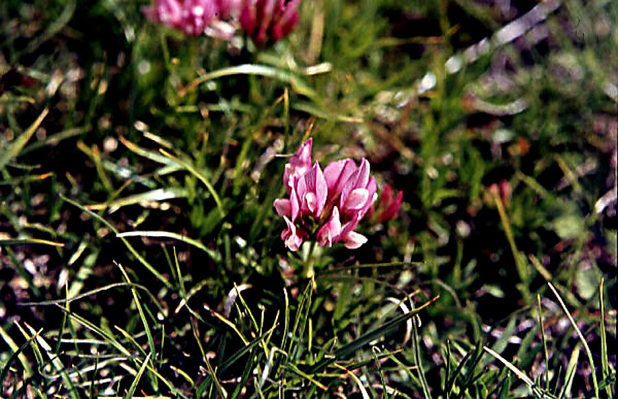 vicia_sativa vicia_sativa