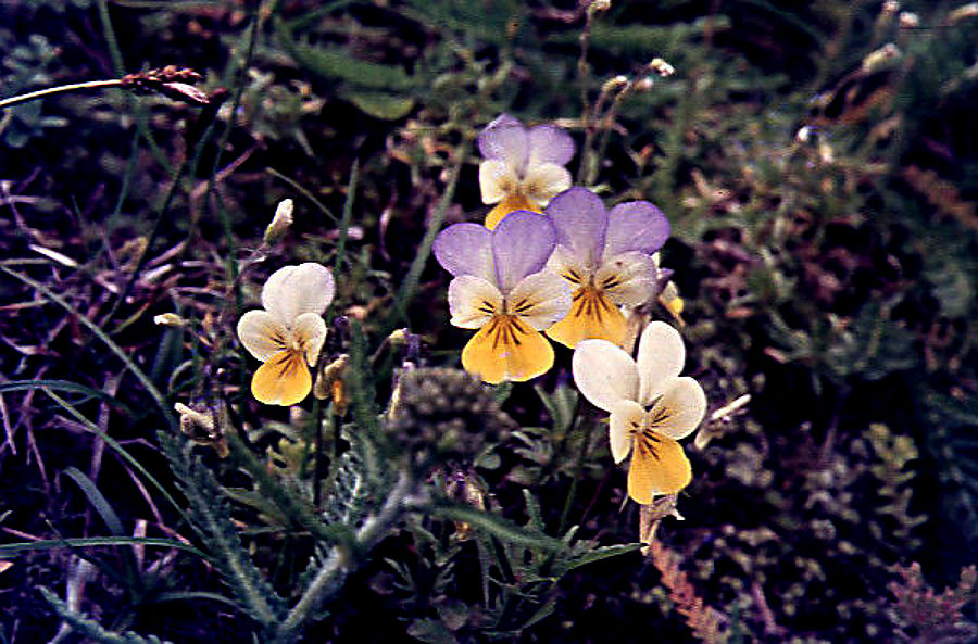 viola_tricolor viola_tricolor