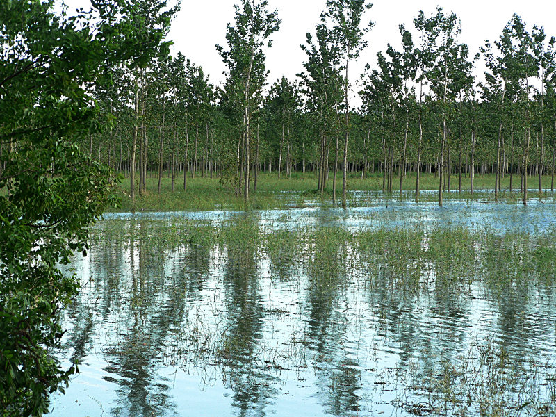 fiume Po: la piena