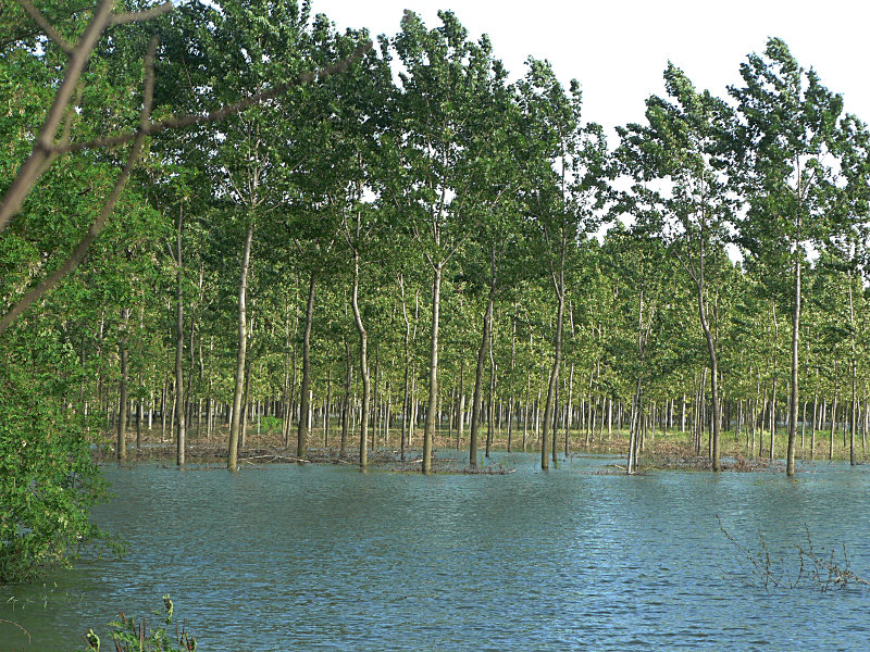 fiume Po: la piena