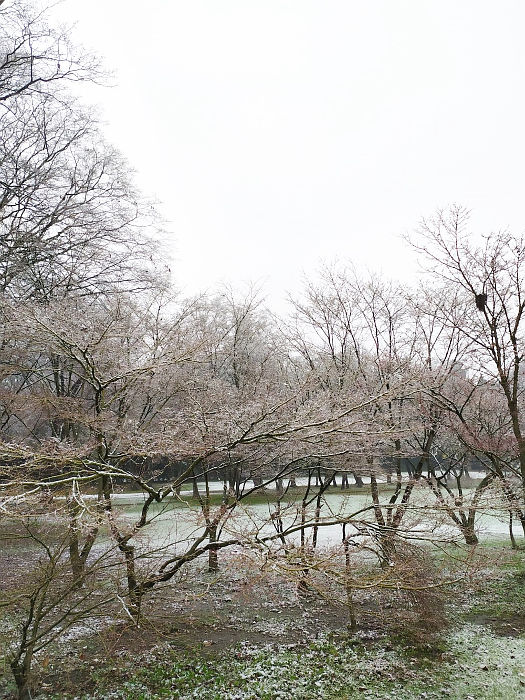 nevicata al Parco Giardino Sigurtà
