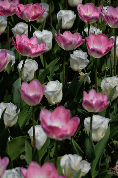 un milione di tulipani