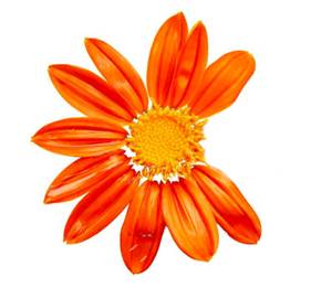 https://cdn.4img.it/5c027171b143b627601b2433-6fefd71b-1f9c-4331-afca-d6d69f221127/fiore.jpg
